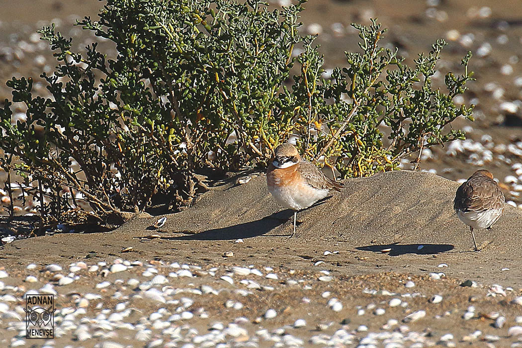 Greater Sand-Plover